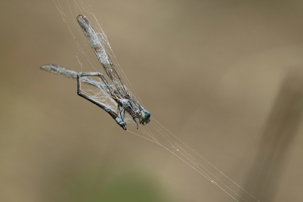 10 IMG_5810X.JPG