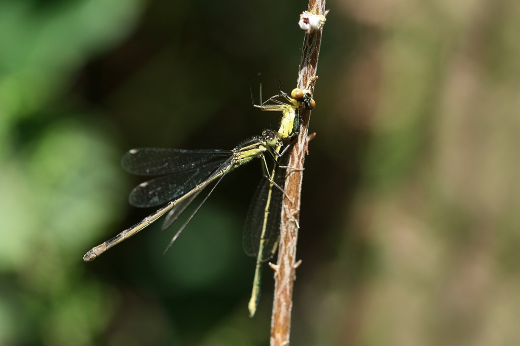 11 IMG_2294X.JPG