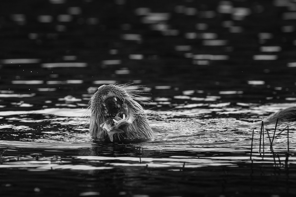 loutre1.jpg