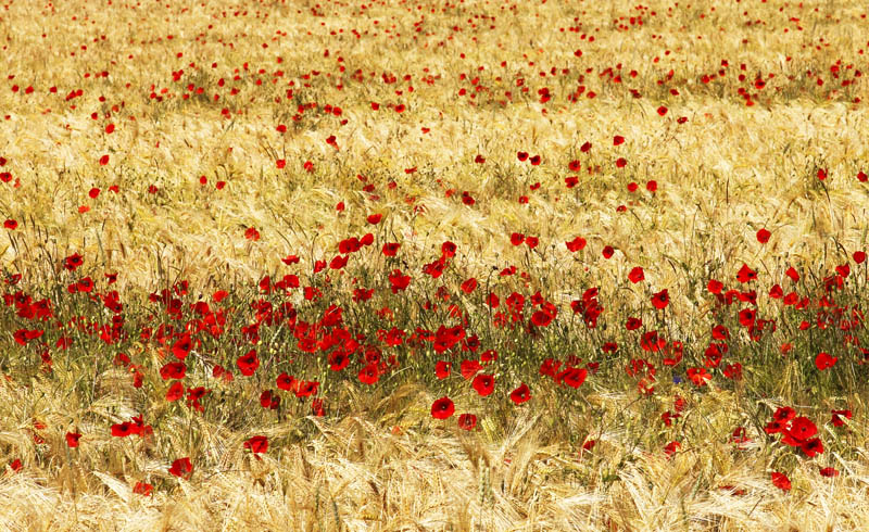 coquelicot1.jpg