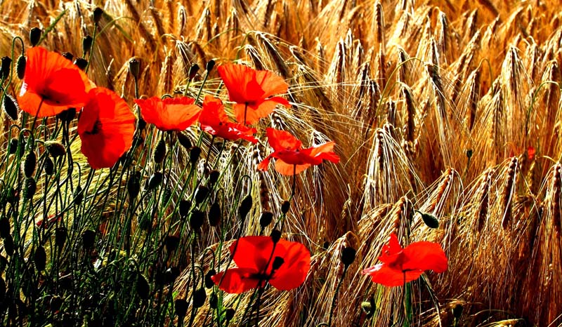 coquelicot2.jpg