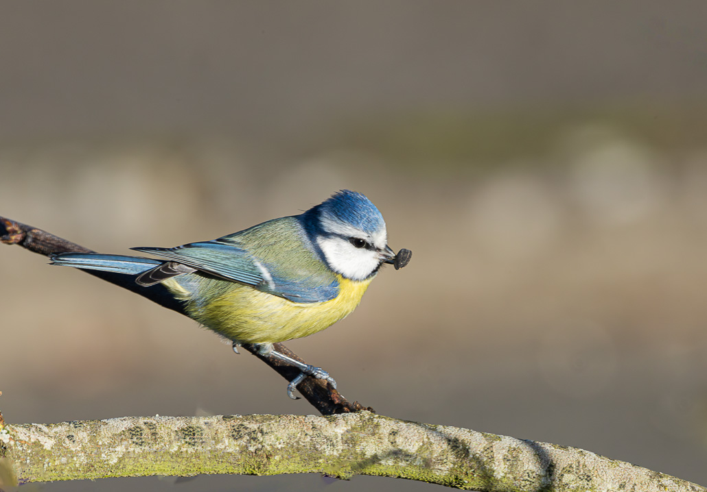 013A9547-Avec accentuation-Bruit.jpg