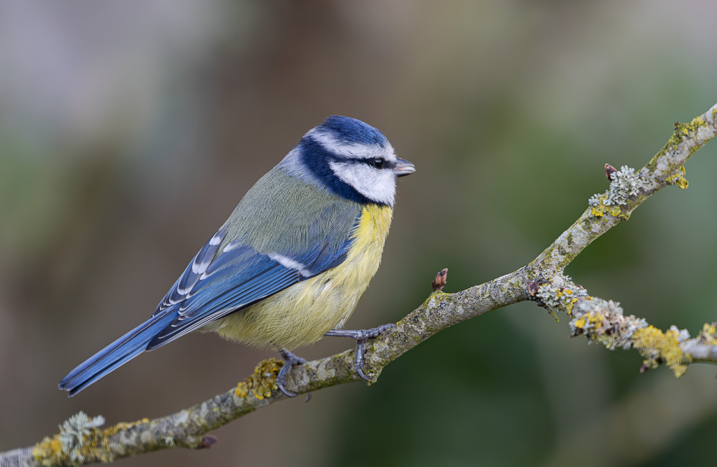 013A0279-Avec accentuation-Bruit.jpg