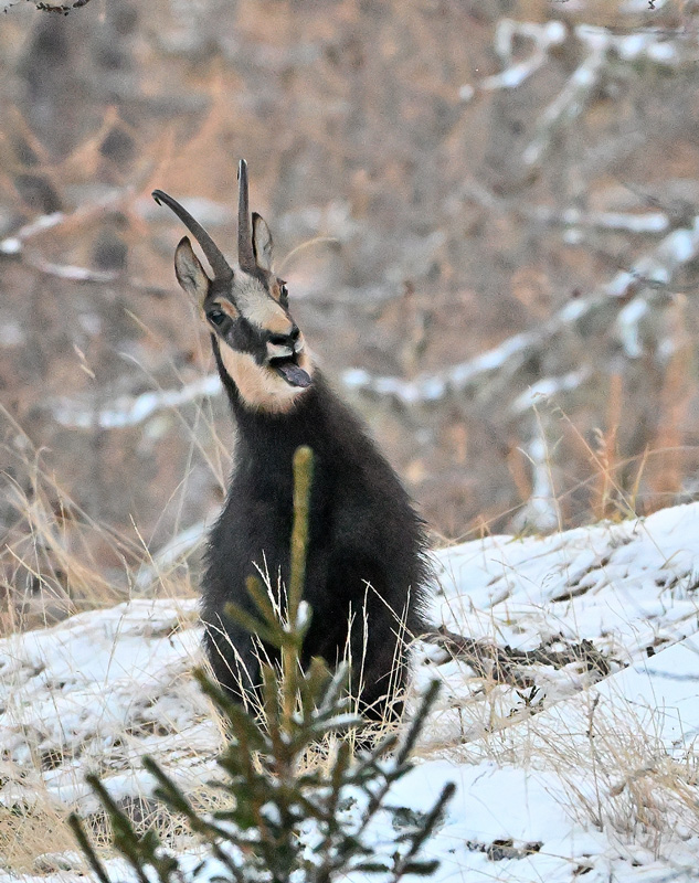 ZSC_3541.jpg