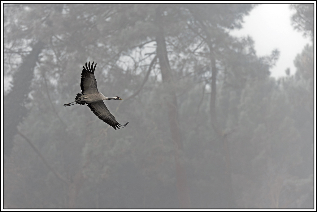 10grue_cendree(1335).jpg