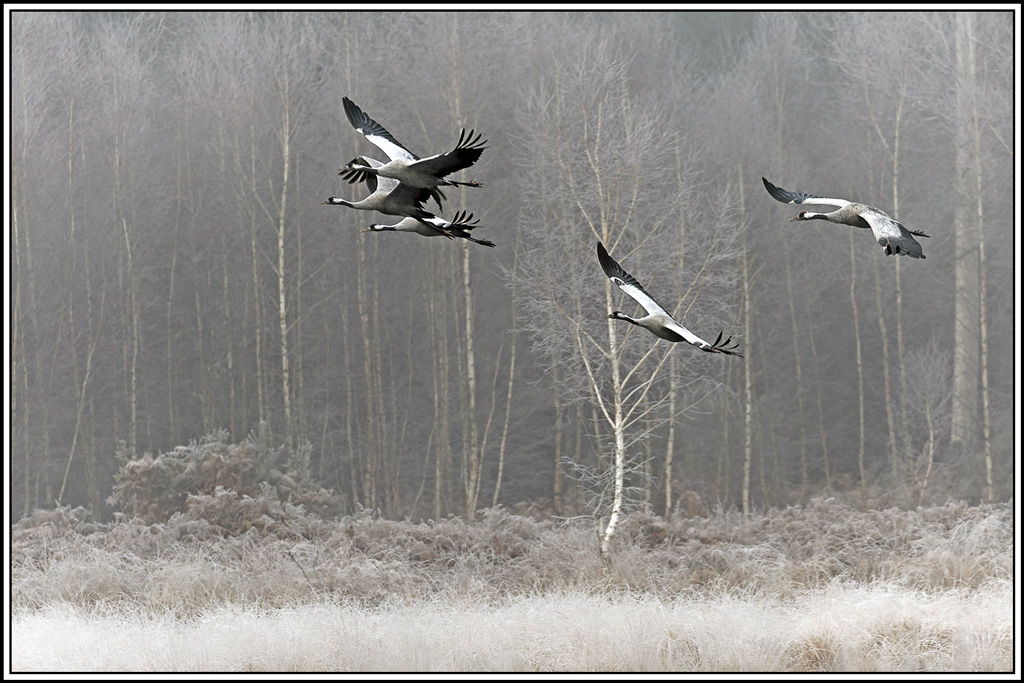 12grue_cendree(1343).jpg