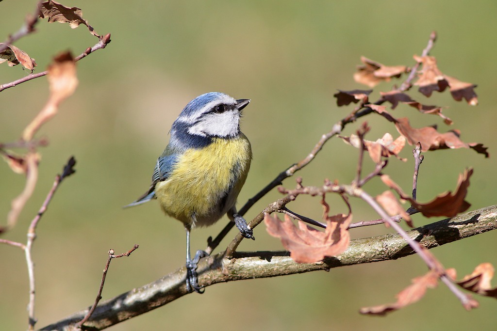 Mésange bleue-2.JPG
