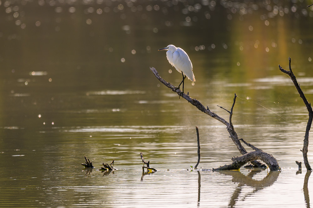aigrette garzette-1.jpg