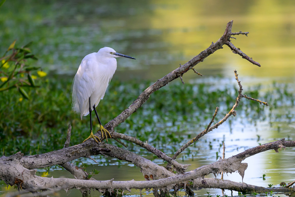 aigrette garzette-2.jpg