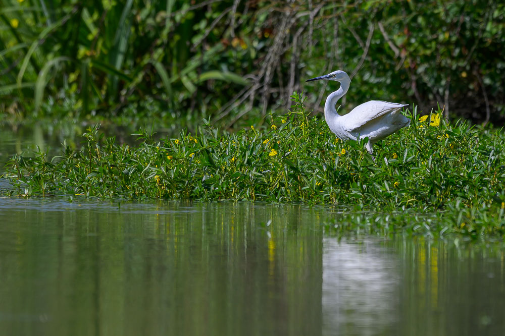 aigrette garzette-3.jpg