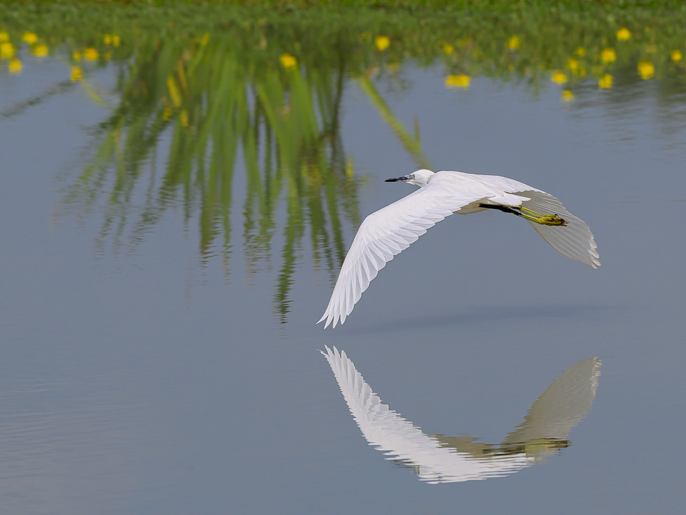aigrette garzette-4.jpg
