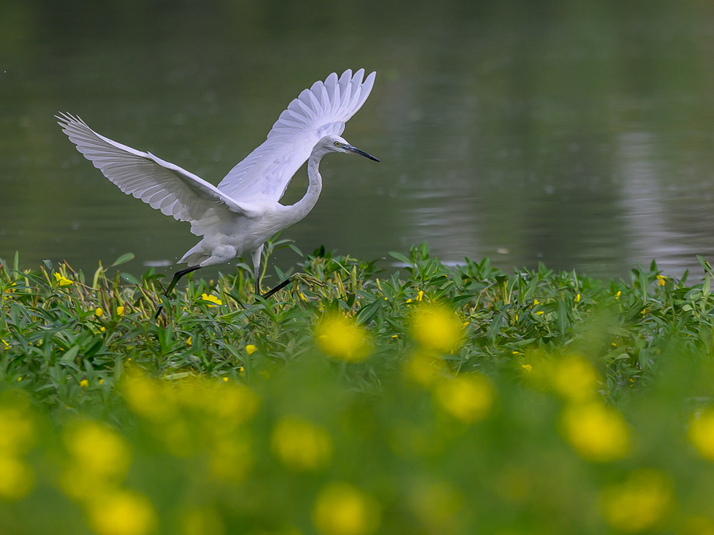 aigrette garzette-5.jpg