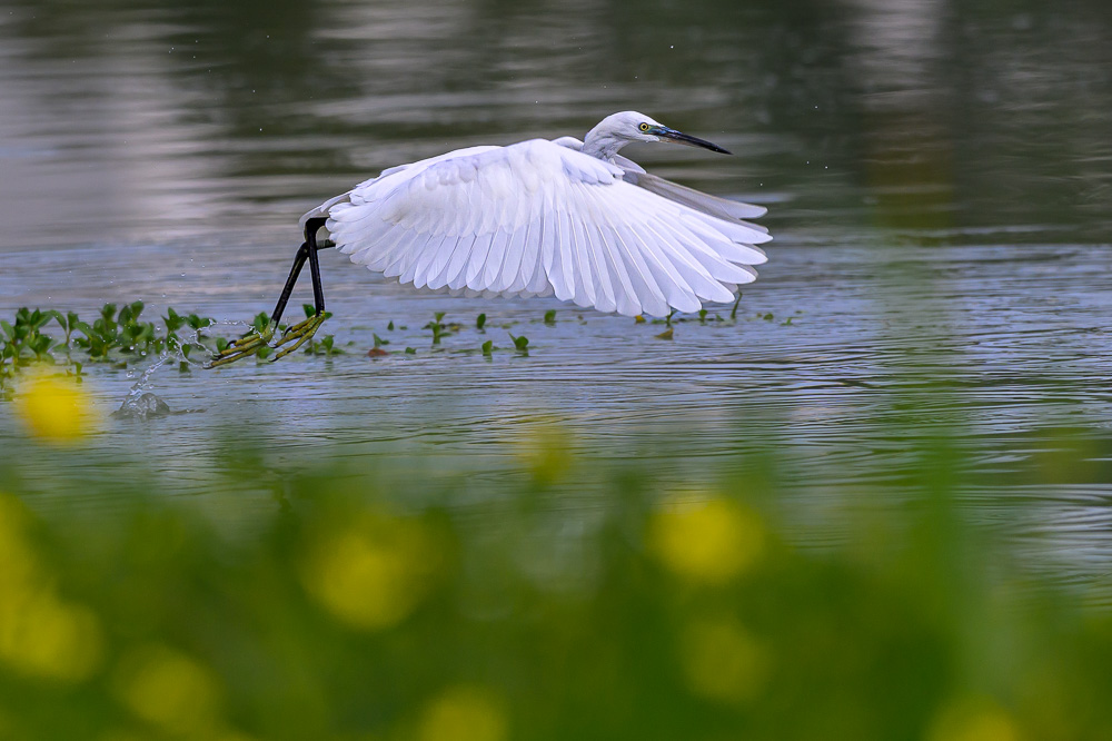 aigrette garzette-6.jpg