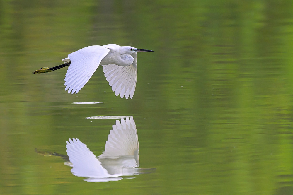 aigrette garzette-7.jpg