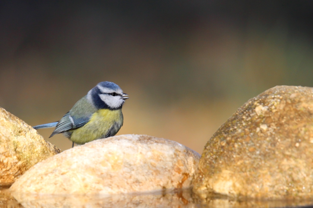 2143 Mésange bleue.JPG