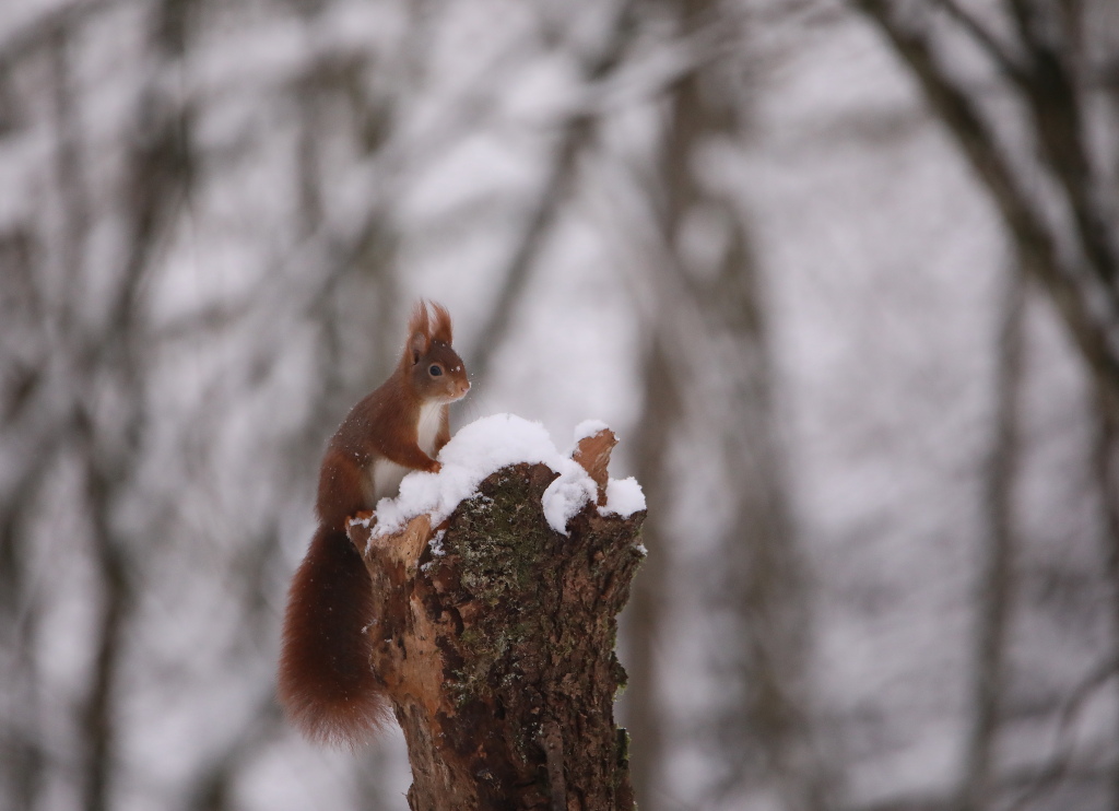 AI9A6737dup.JPG