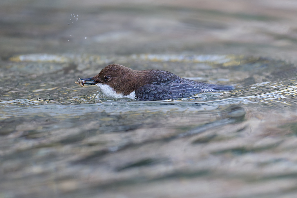 2DSC_3993_DxO.jpg