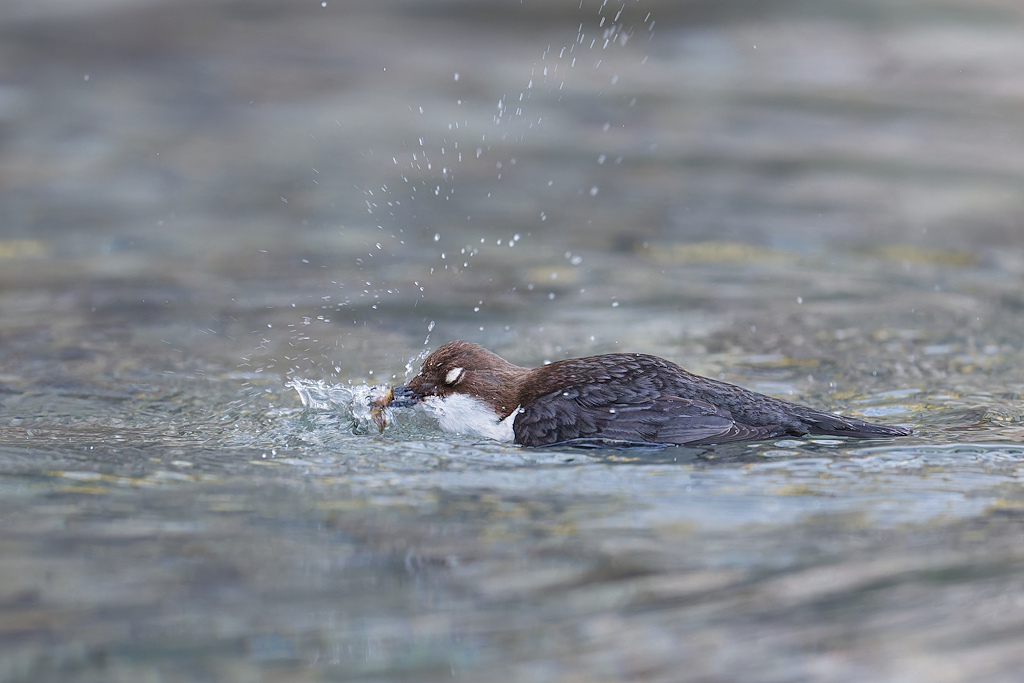 2DSC_4000_DxO.jpg
