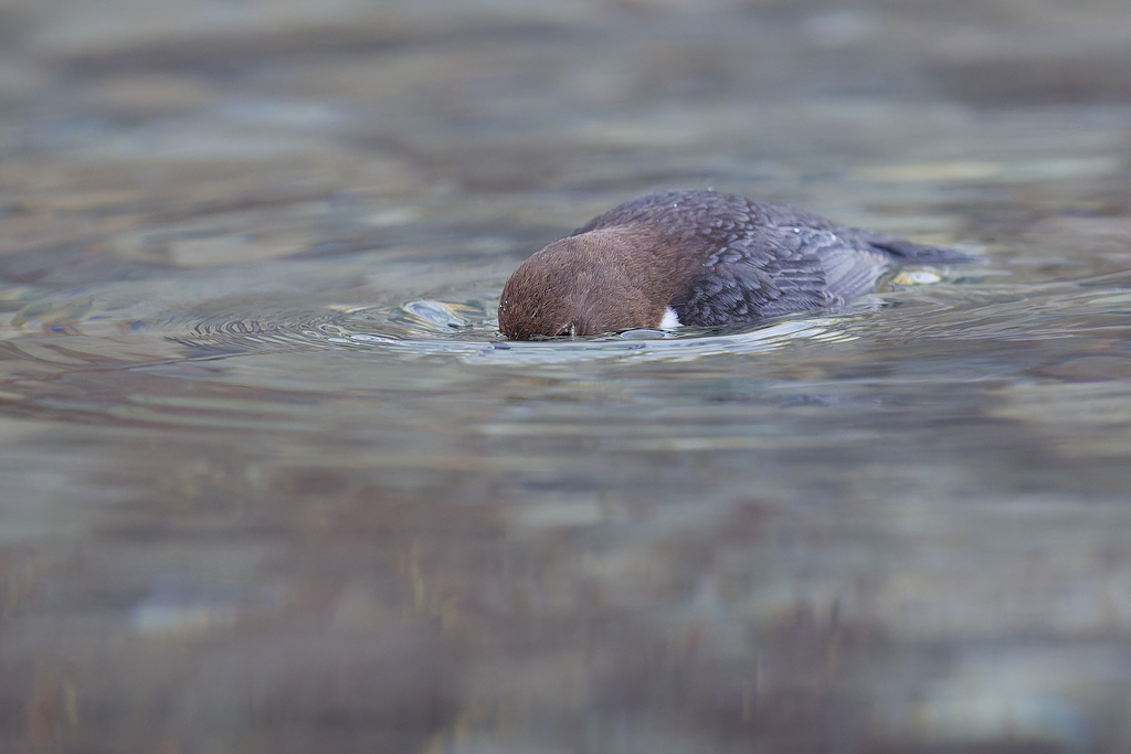 2DSC_4050_DxO.jpg