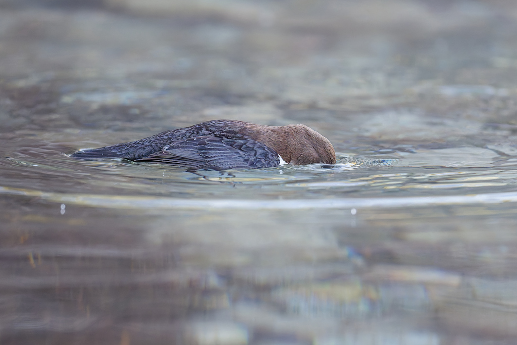 2DSC_4093_DxO.jpg