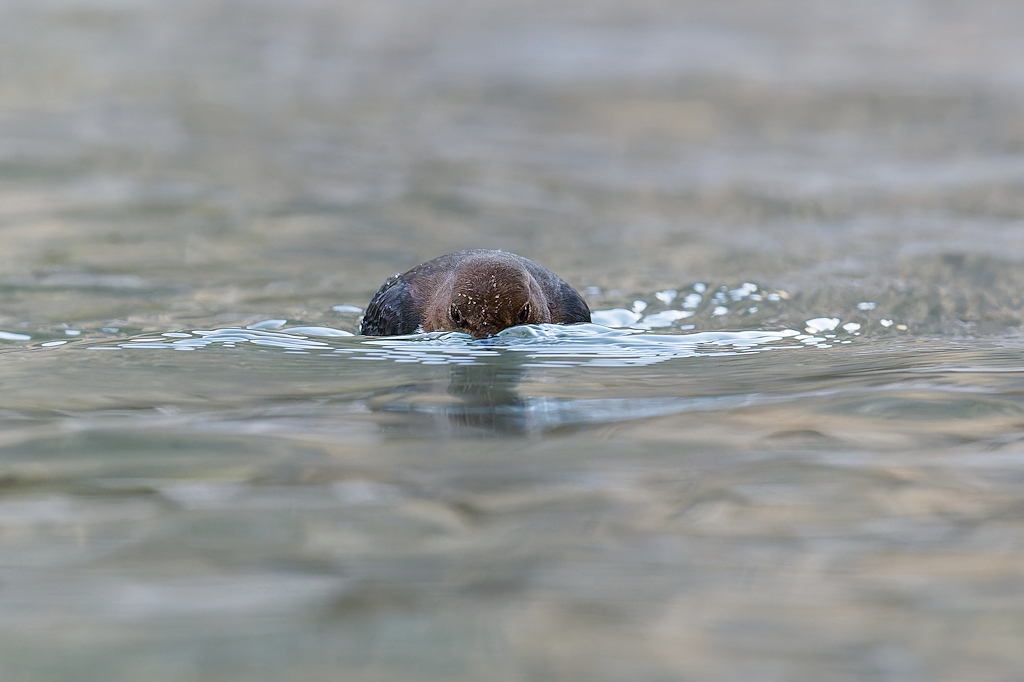 2DSC_5495_DxO.jpg