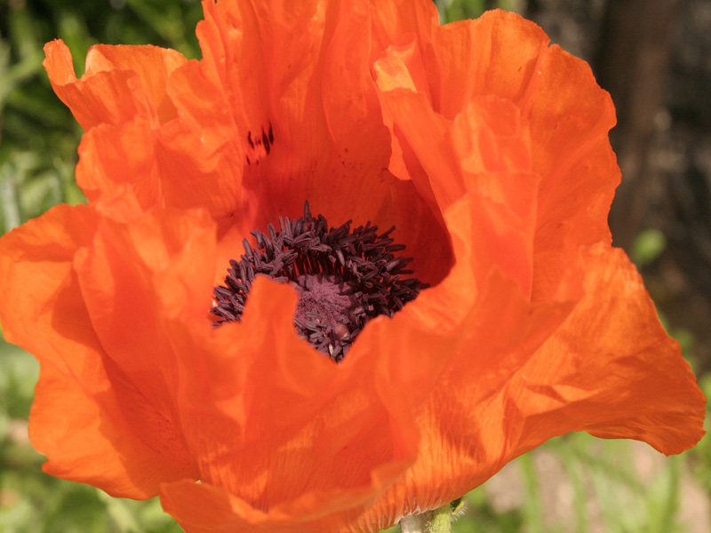 coquelicot.jpg