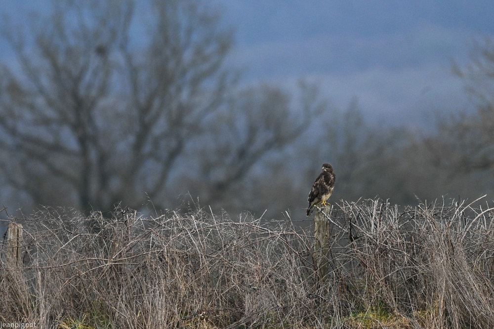 DSC_3969_001DSC_3969.JPG