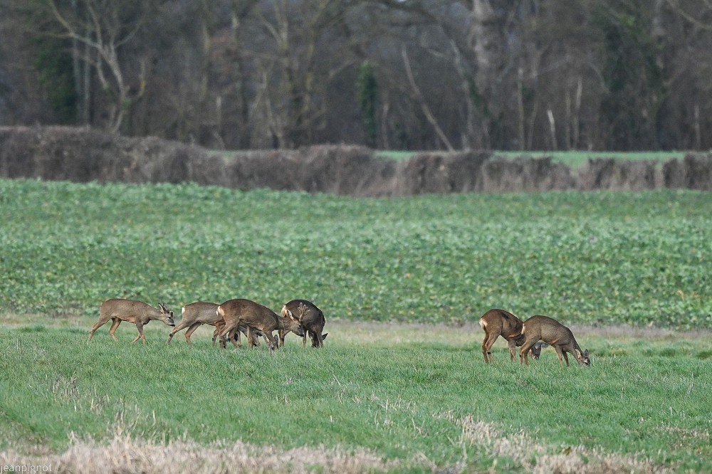 N6 chevreuils de plaine.JPG