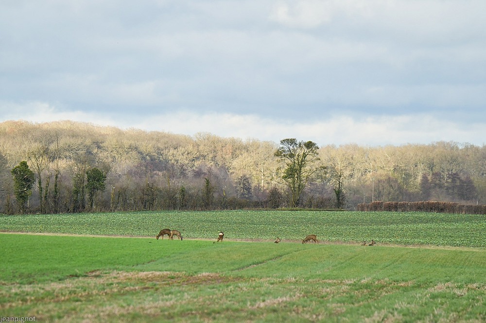 N5 ambience chevreuils.JPG