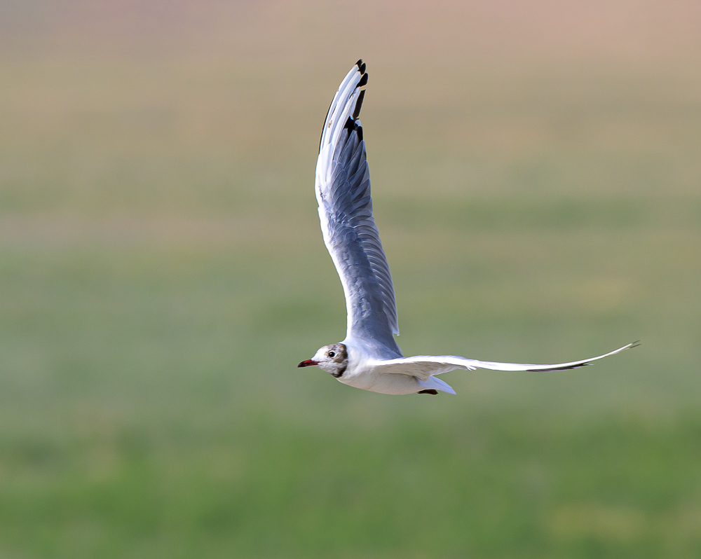 Mouette rieuse.jpg