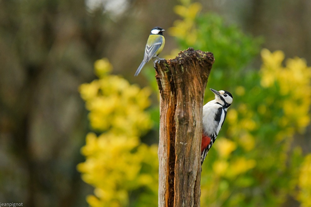N11 le duo pic epiche mésange charbonniére.JPG