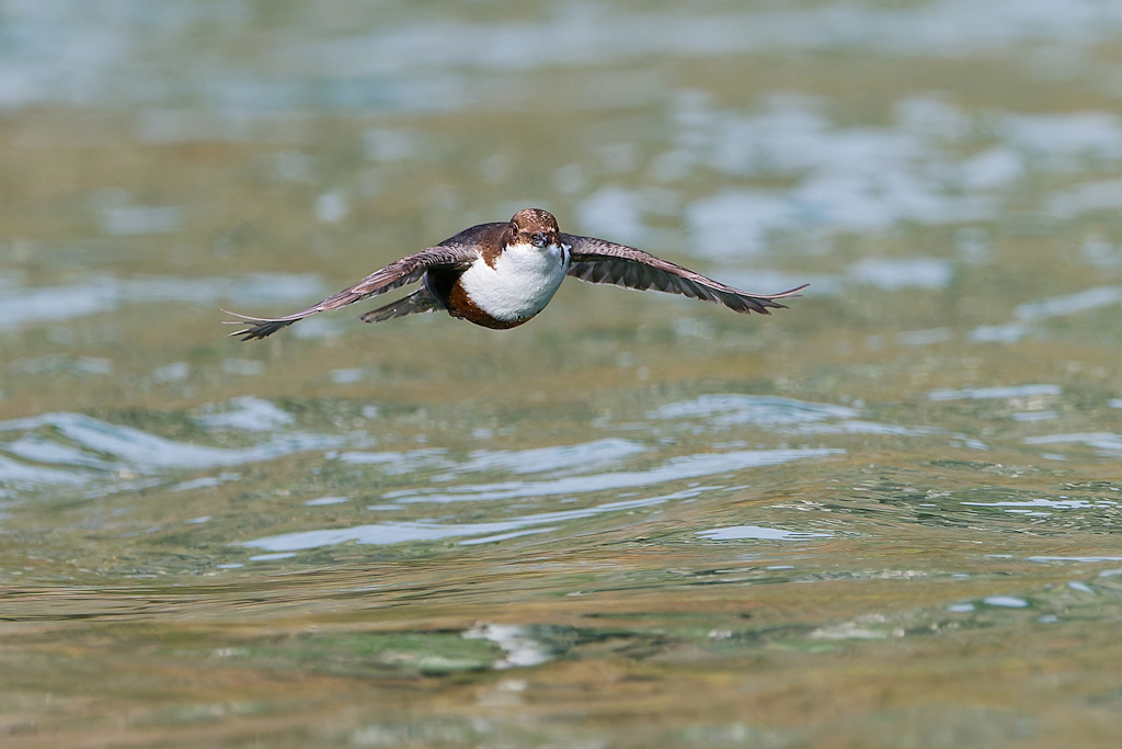3DSC_0990_DxO.jpg