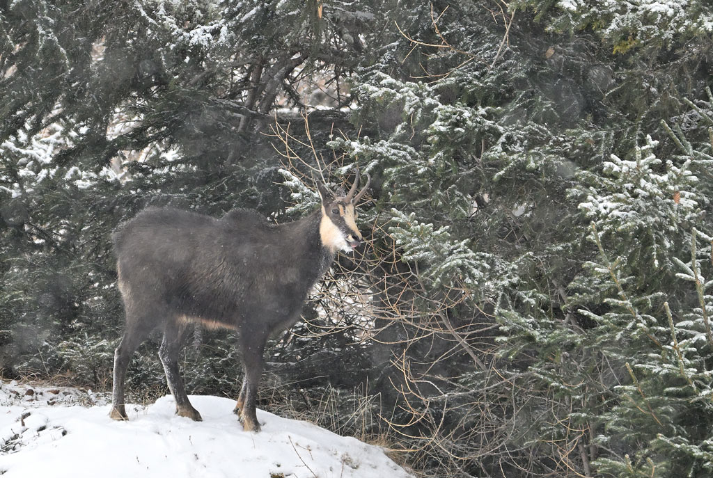 ZSC_3881.jpg