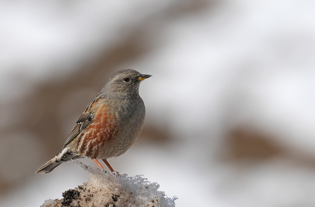 A7501921-1.jpg