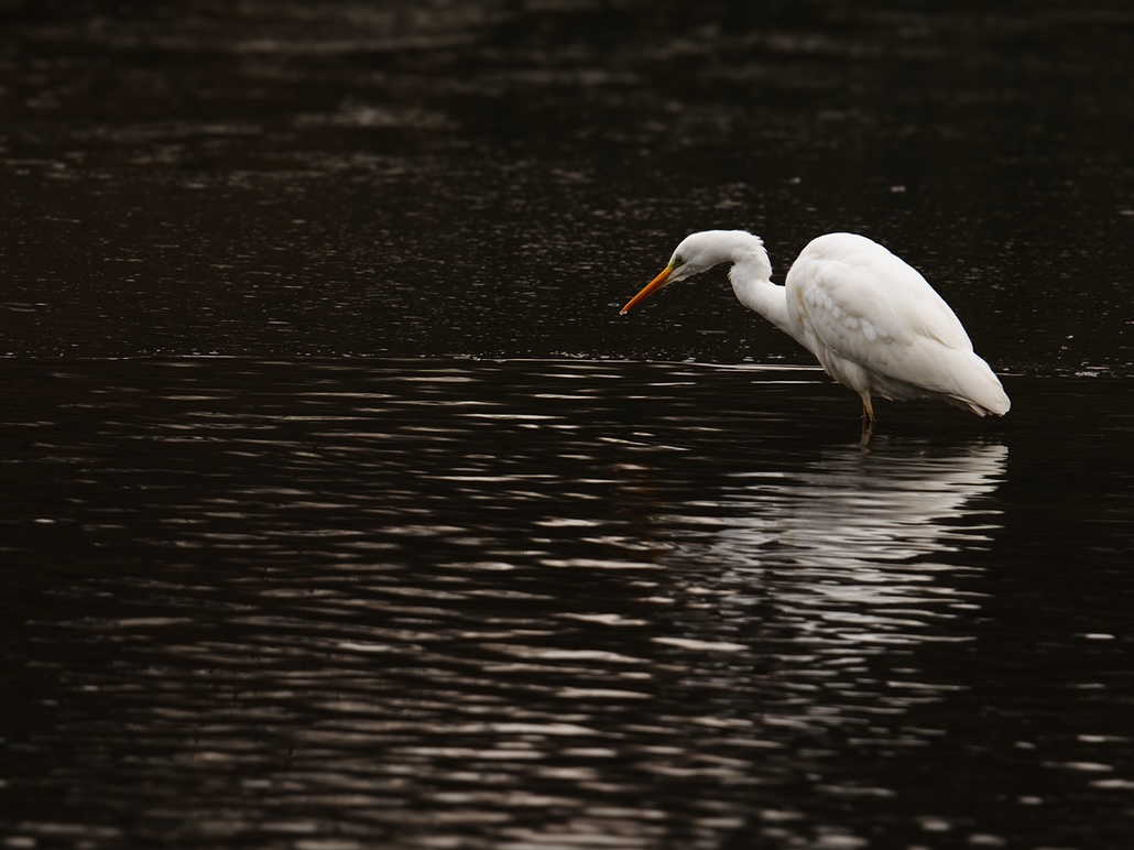 Heron Garde Boeuf-2.jpg