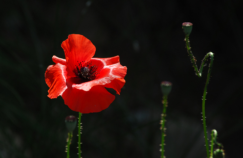 DSC_5085.jpg