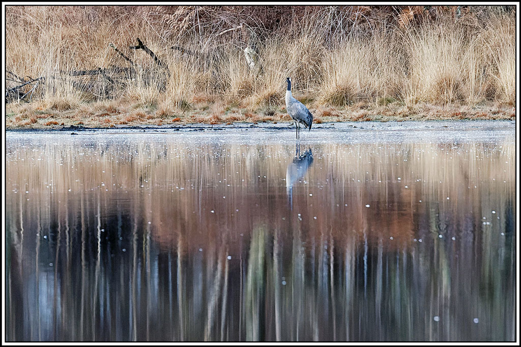 grue_cendree(1523)biosphoto.jpg