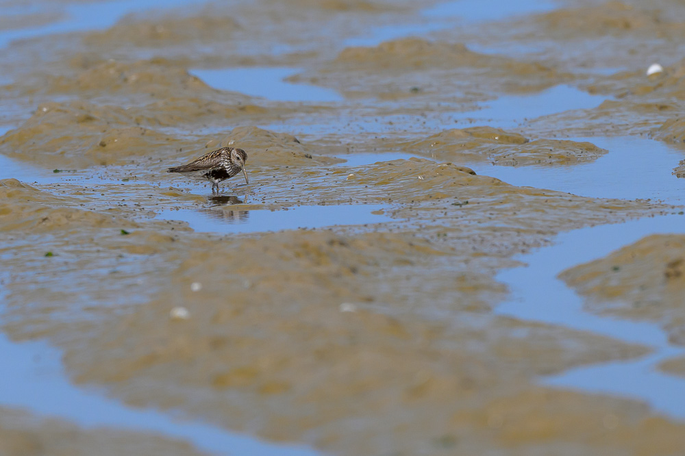 Becasseau variable-4.jpg