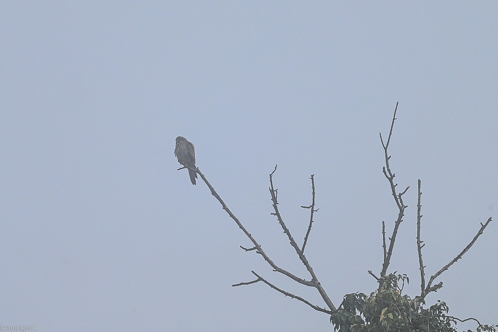 N4 crecerelle dans la brume.JPG