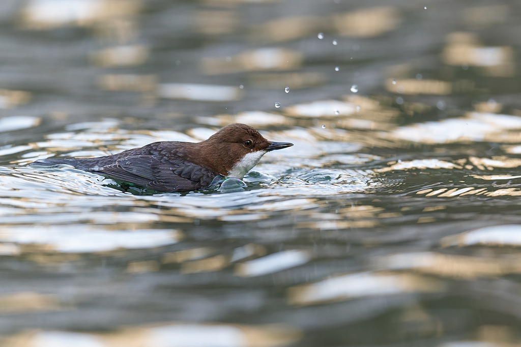 04DSC_5600_DxO.jpg