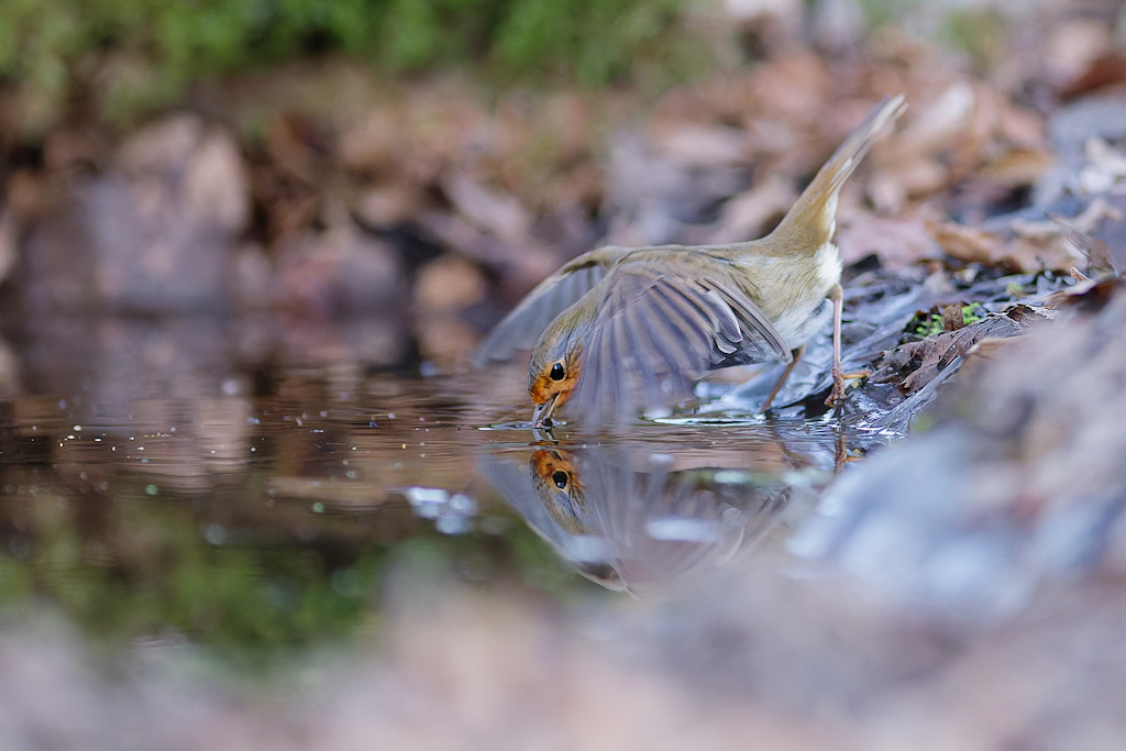 DSC_8321_DxO.jpg