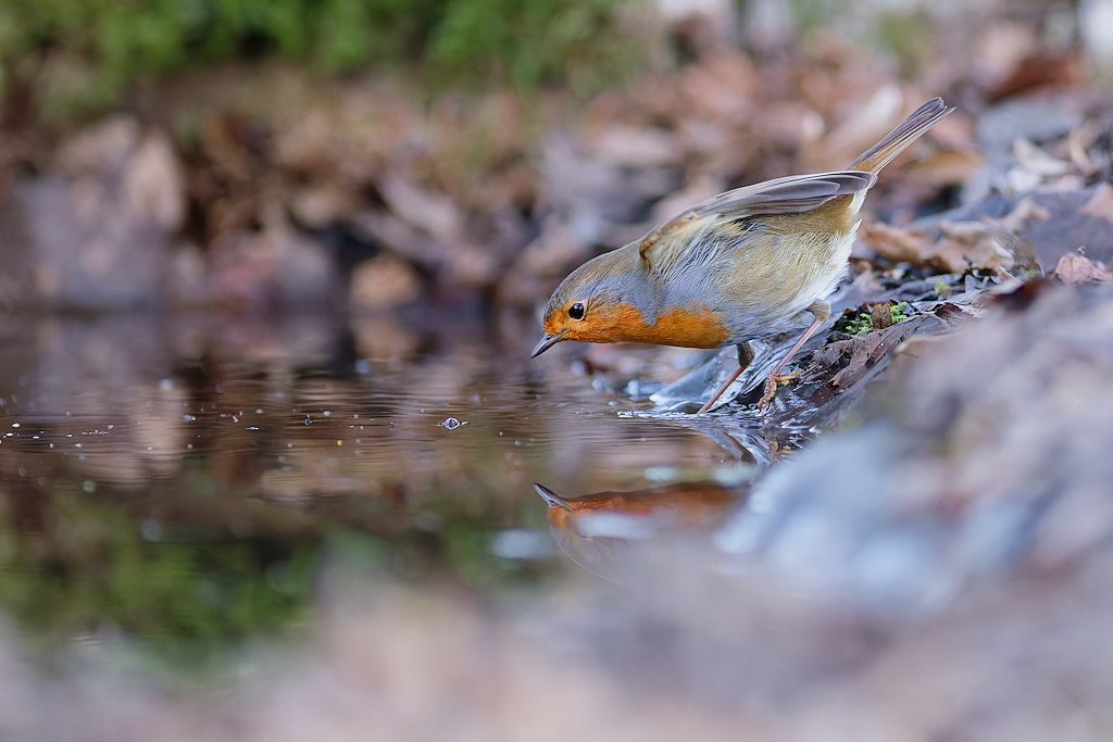 DSC_8320_DxO.jpg