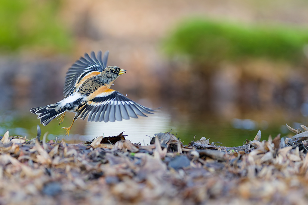 DSC_8032_DxO.jpg