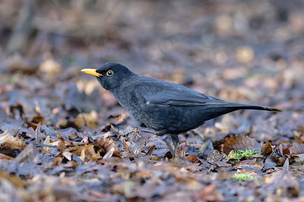 DSC_7629_DxO.jpg