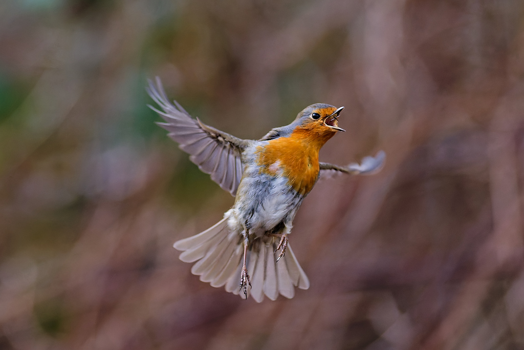 DSC_2507_DxO.jpg