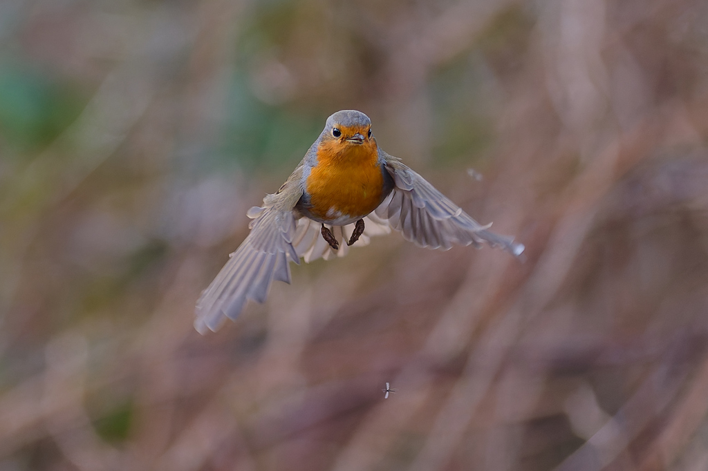 DSC_2506_DxO.jpg