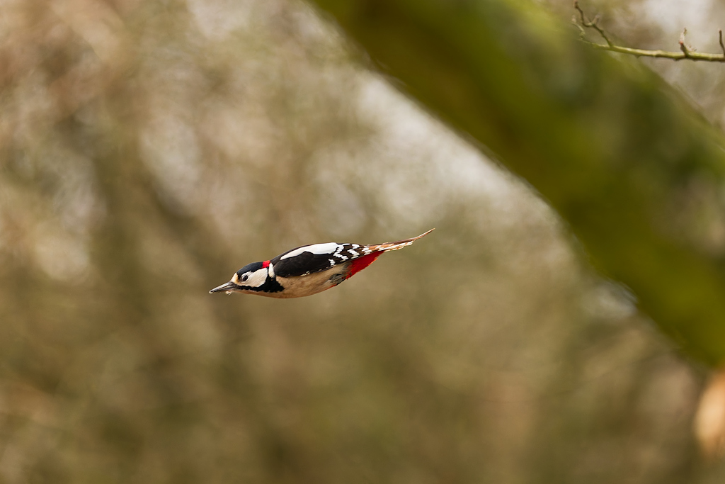 DSC_1364_DxO.jpg