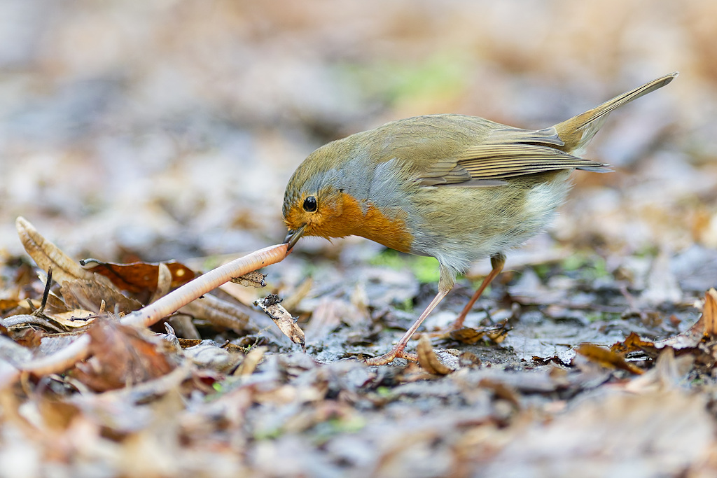 DSC_0214_DxO.jpg