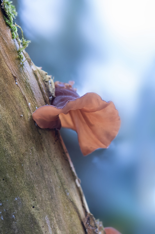 Auricularia auricula-judae  oreille de Judas 1.jpg