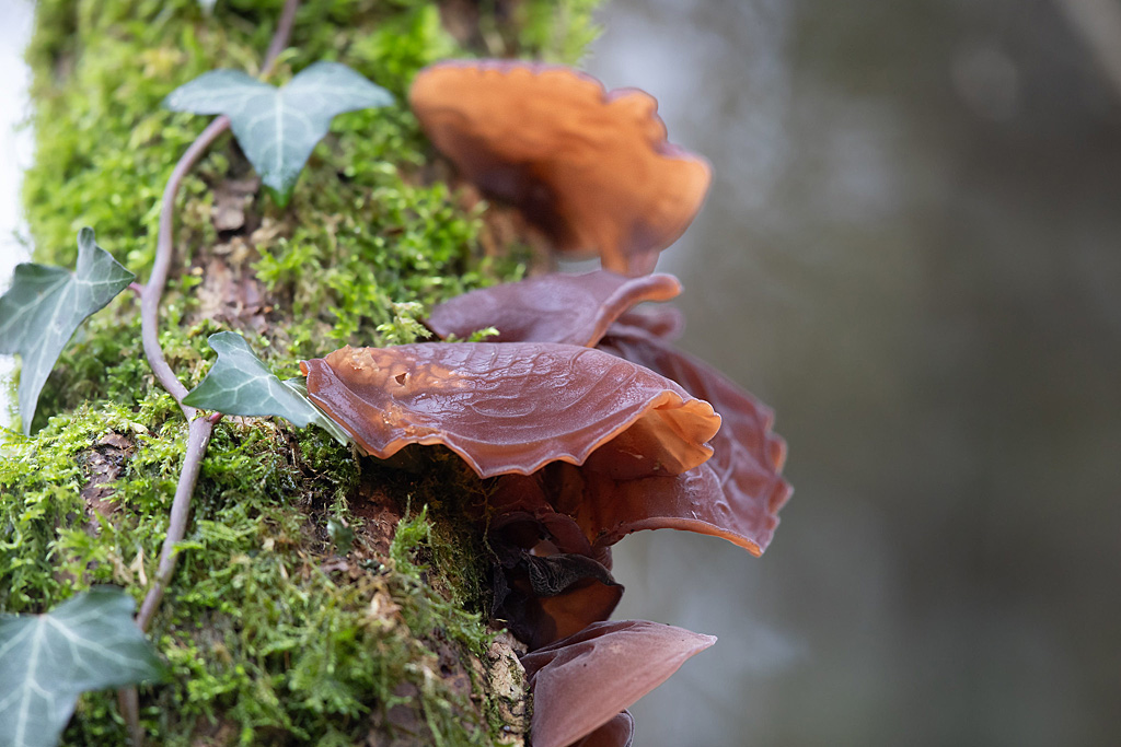 Auricularia auricula-judae  oreille de Judas 2.jpg